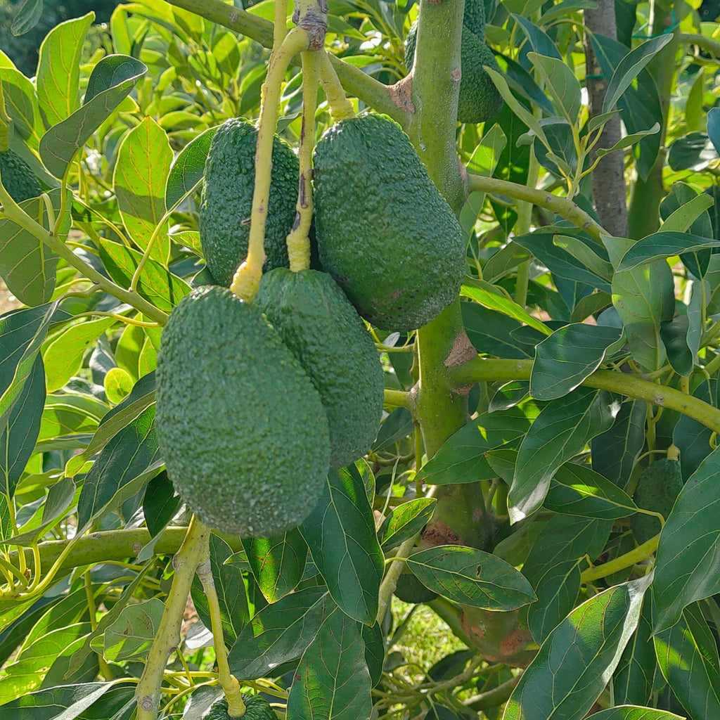 Avocado Siciliano Hass