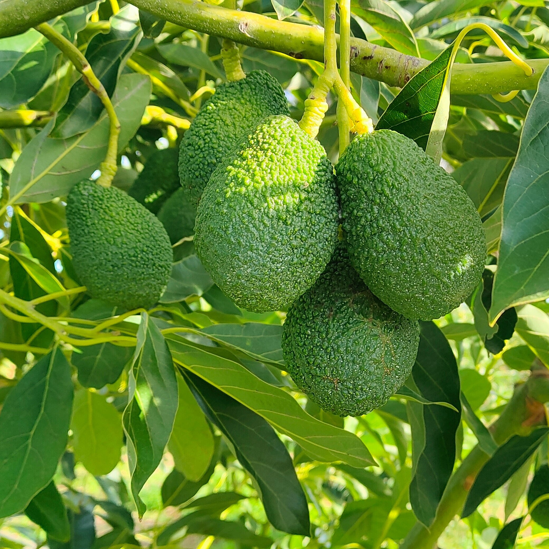 Avocado Siciliano Hass