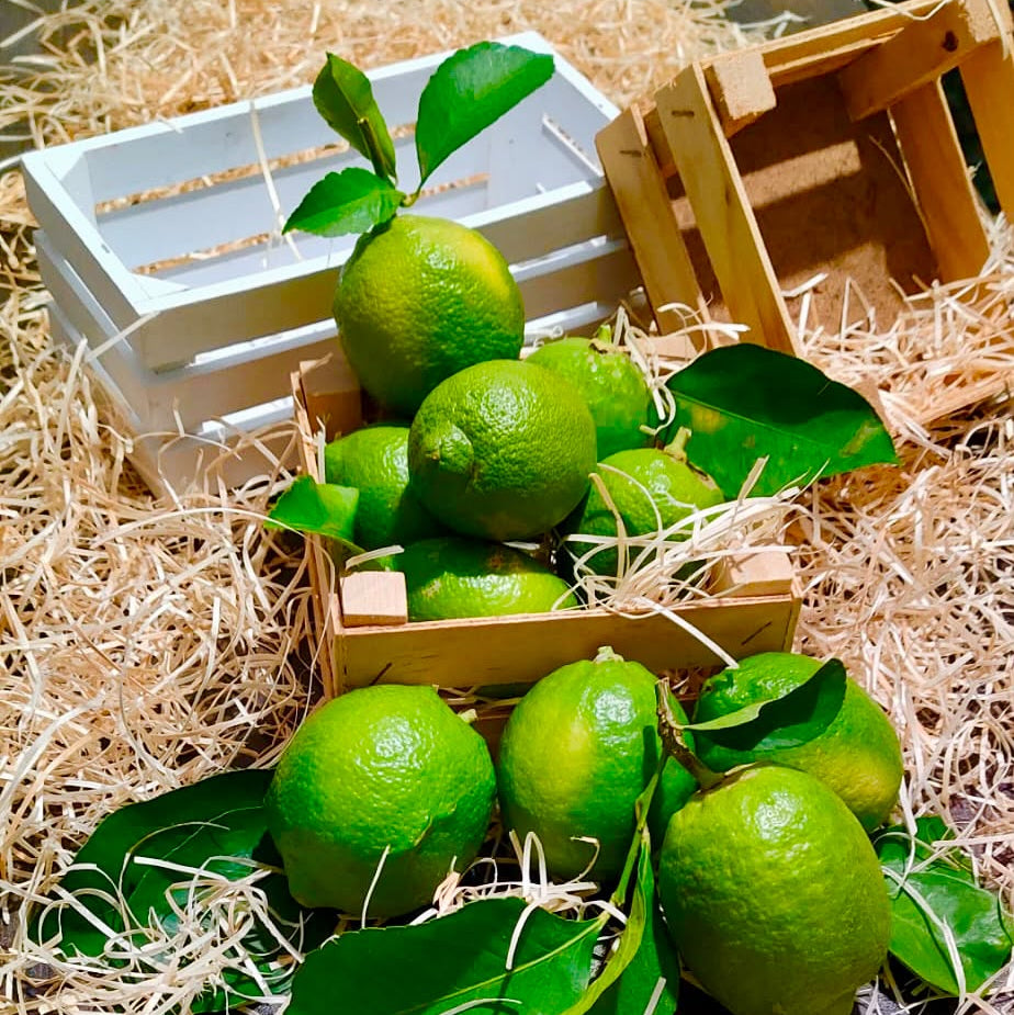 Mix Box Avocado Bacon/Limoni