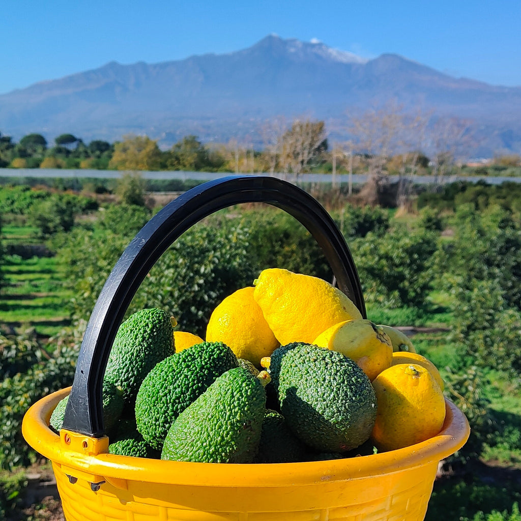 Avocado Siciliano Hass