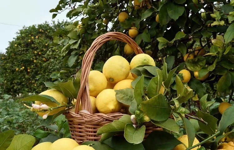 Limoni Siciliani